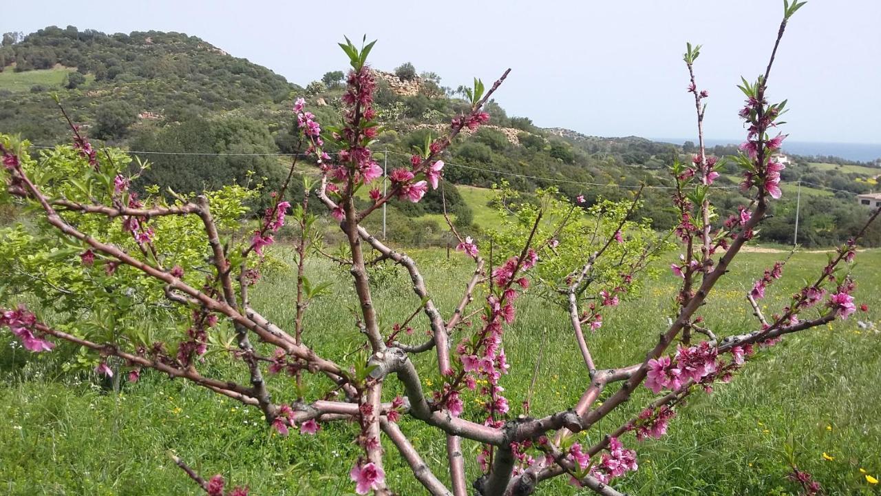 La Casetta Rosa Tertenia Exterior photo